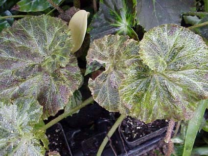 B. ‘Curly Fascination’